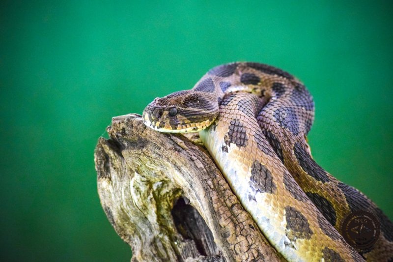 Tingkatkan Kecepatan Coding Python Anda: Tips Produktivitas Rahasia untuk Pemula