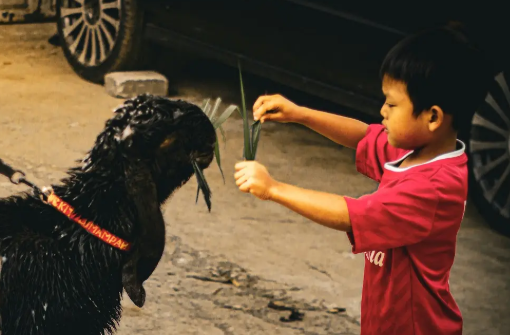 Kambing