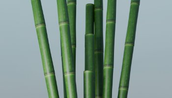 Bambu