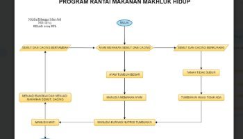 Flowchart Rantai Makanan
