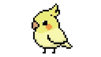 Fluffy yellow cockatiel bird portrait