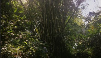 Foto cahaya mentari yang menyorot pada celah rimbun