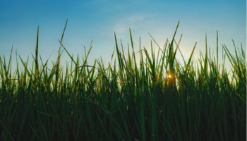 Golden Light Through The Fields