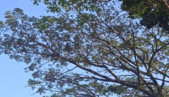 Harmoni Langit Biru Dan Pepohonan