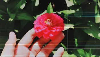 Photo of a red flower with its leaves.