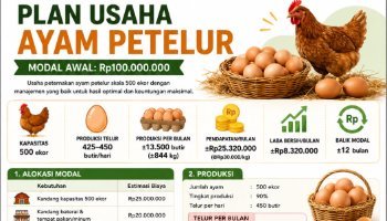 Plan Usaha Ayam Petelur- MODAL RP 100.000.000