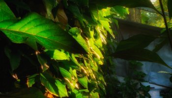 Soft Nature